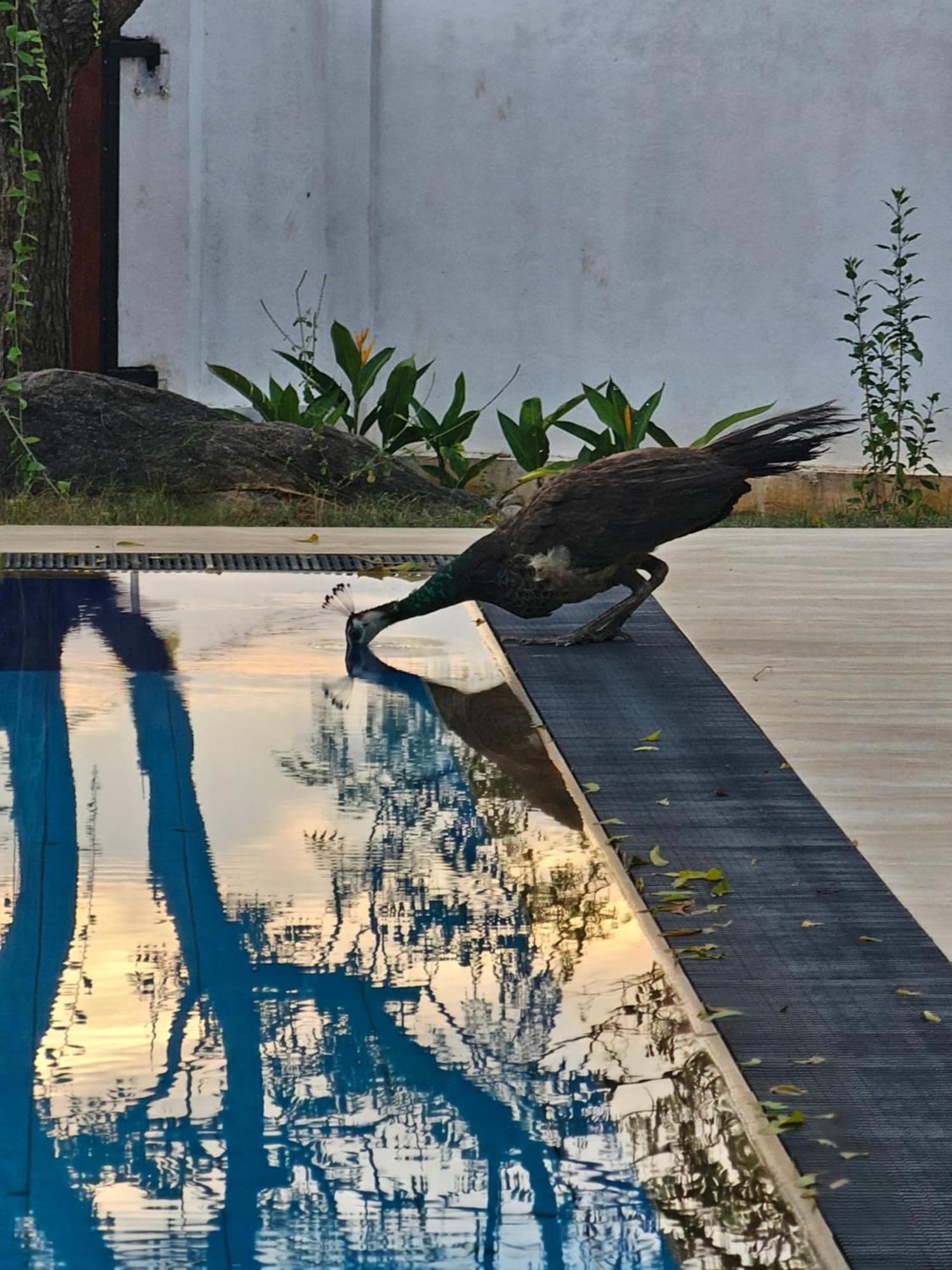 Kirinda Heaven - Yala Hotel Luaran gambar